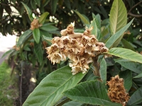 cantara gurneEriobotrya japonica 23122011 060